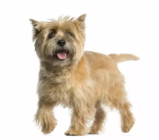 Où puis-je me procurer un Cairn Terrier dans l'Illinois?