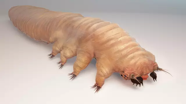 Kann Demodex Folliculorum auf der Haut eines Hundes leben?