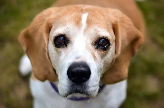 Votre chien peut-il prendre un bain après un traitement contre les puces?