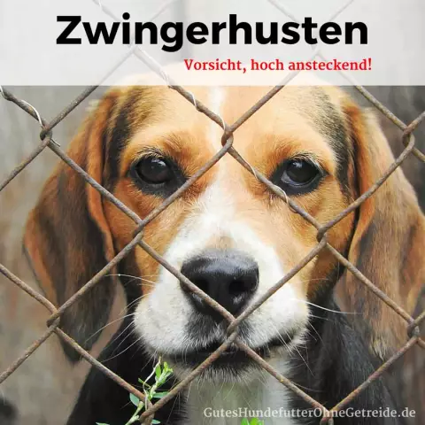 Kann mein Hund Zwingerhusten bekommen, auch wenn er geimpft ist?