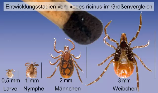 Können Hunde die Lyme-Borreliose auf den Menschen übertragen?