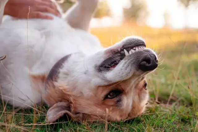 Les chiens peuvent avoir des jumeaux?