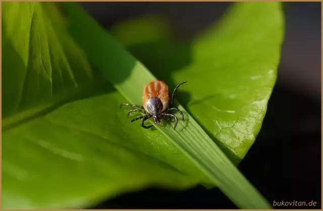 La maladie de Lyme peut-elle se reproduire?