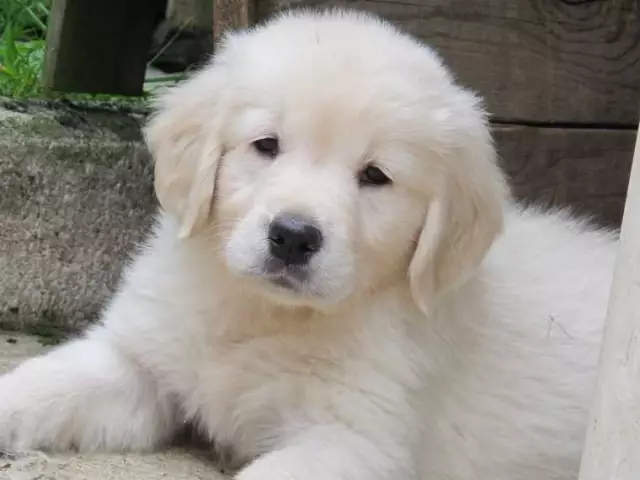 Les chiots peuvent-ils avoir des amandes?