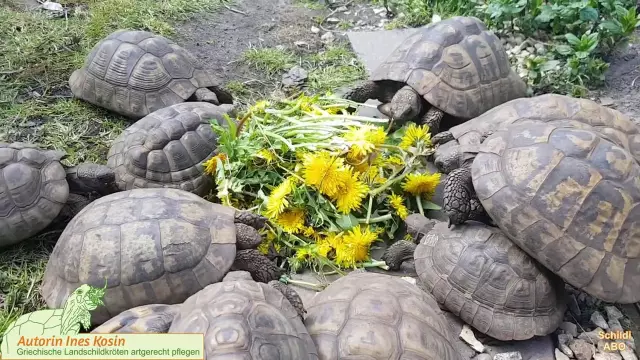 Les tortues et les chiens peuvent être autour les uns des autres?