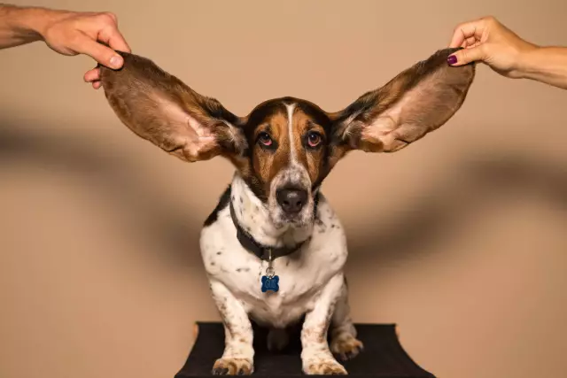 Problèmes cardiaques congénitaux canins