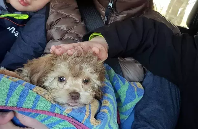 Comment prendre soin d'une mère chien et de ses chiots