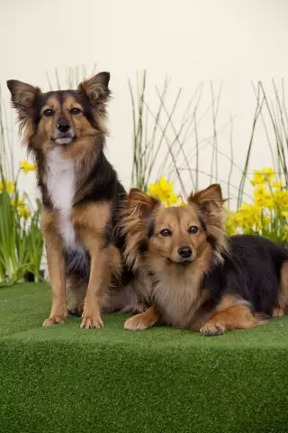 Comment faire cuire un repas de fade pour un chien