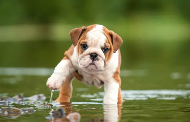 Toilettage quotidien pour un bouledogue anglais