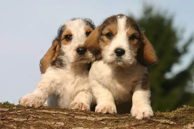 Eine Beschreibung des Petit Basset Griffon Vendeen