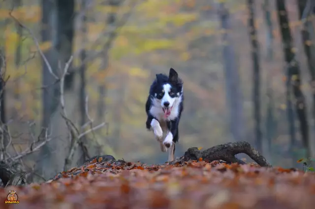 Quand le border collie est-il venu en Amérique?