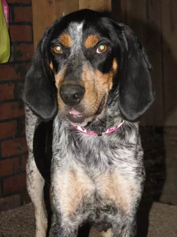 Die Unterschiede zwischen dem Bluetick Coonhound und dem Grand Bleu de Gascogne