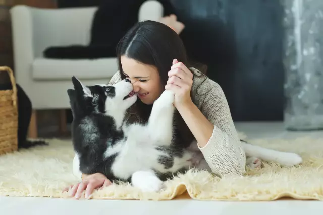 Comment amener votre chien à s'entendre avec votre poulet