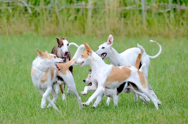 Comportement du chien: mordiller les gens