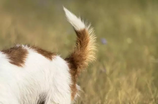 Que faites-vous lorsqu'un chien se fait attaquer par des fourmis?