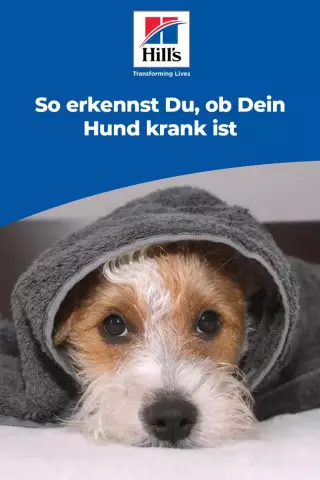 Wie erkenne ich, ob mein Hund eine Markierung aufweist oder eine Blasenleckage aufweist?