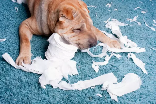 Pourquoi un chien jette un coup d'œil là où un autre chien vient pisser?