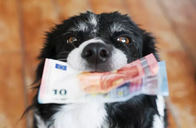 Comment obtenir un chien non-capricieux autour d'autres chiens