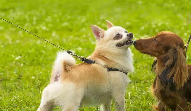 Hunde mit grabendem Verhalten