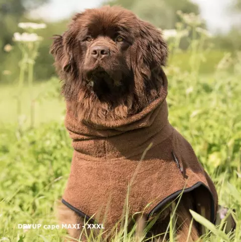 Comment faire pousser un manteau de chien