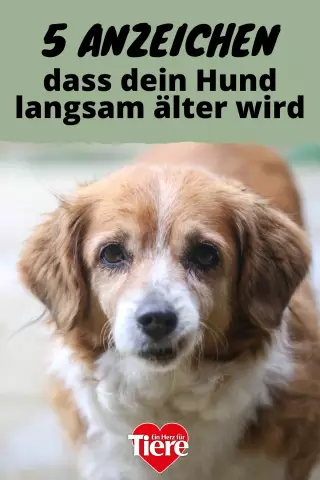 Wann zeigen Hunde Anzeichen von Leptospirose?