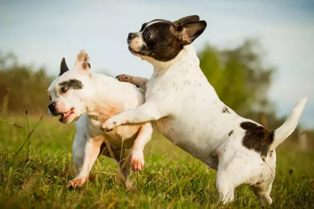 Quand un bouledogue anglais est-il complètement développé?