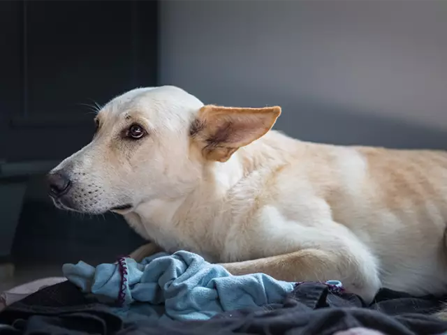 Epilepsie und ihre Auswirkungen auf das Gleichgewicht bei Hunden