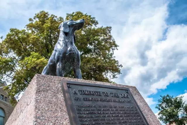 À quoi s'attendre après le travail et l'accouchement d'un chien