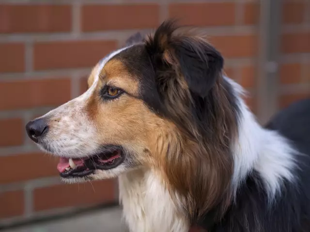 Carence Héréditaire En Cobalamine Chez Les Chiens Border Collie