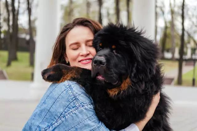 Boîtes d'herbe maison pour grands chiens