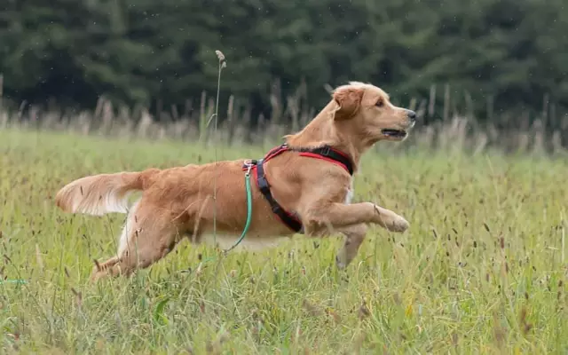 Est-ce qu'une augmentation de la nourriture rend un chien plus hyperactif?