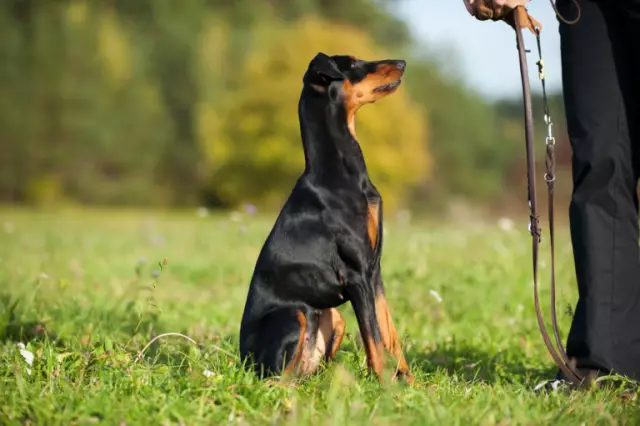 Welche Arten von Hunden bekommen Löwenschnitte?