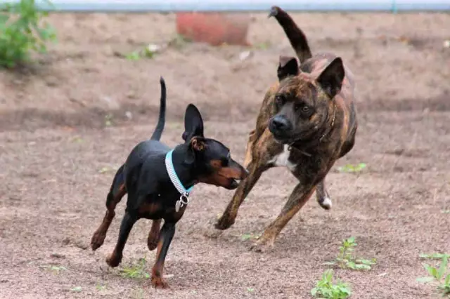 Sortes de chiens qui ressemblent à de minuscules doberman pinschers