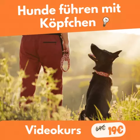 Gesetze über Hunde auf Ihrem Grundstück