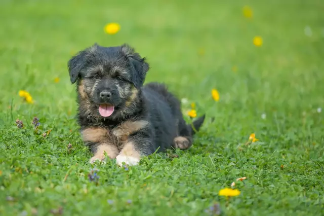 Колко дълго, докато кучето ще яде и да използва банята след като Pups?