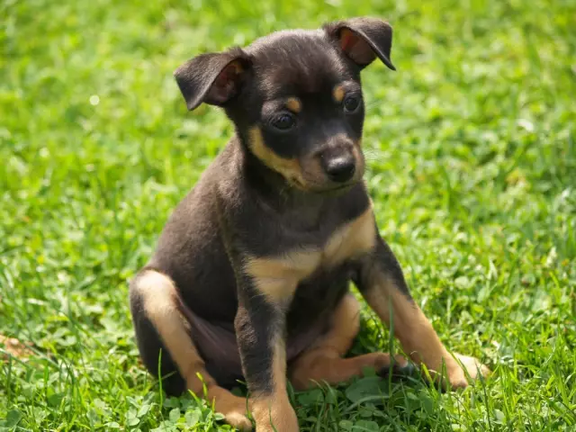 Μινιατούρες πληροφορίες Pinscher