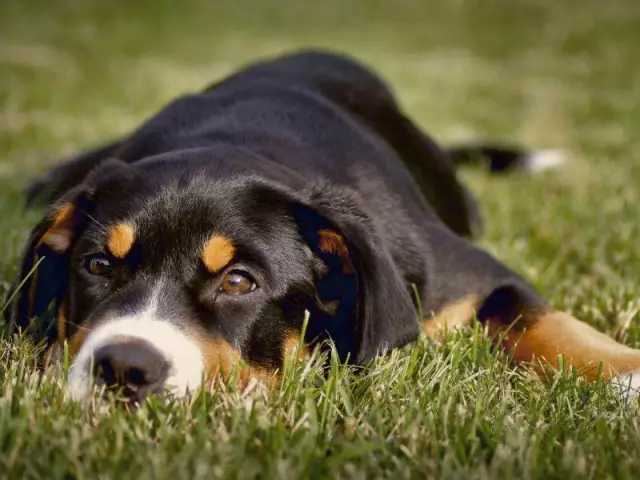 Qu'est-ce que la nocardiose chez le chien?