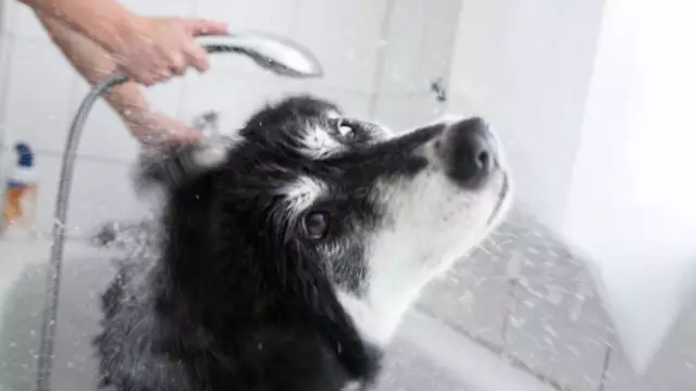 Est-il acceptable de laver le shampooing pour chiens avec des personnes?