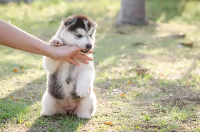 Quel âge a un chiot quand il arrête de mordre?