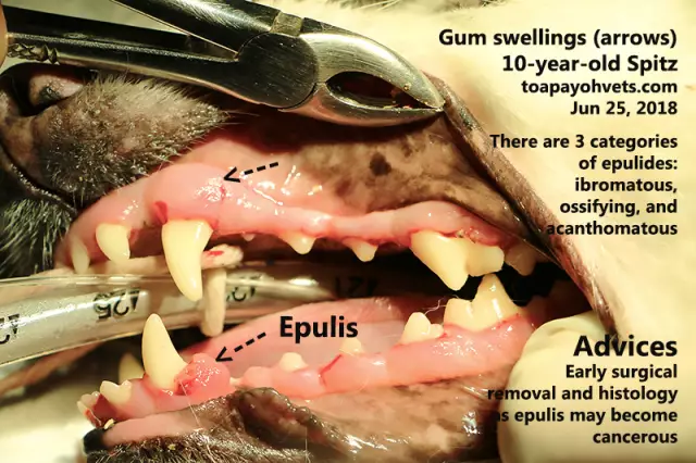 Epulis par voie orale chez le chien