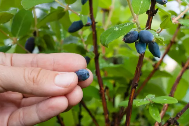 Plantes d'extérieur qui sont toxiques pour les chiens