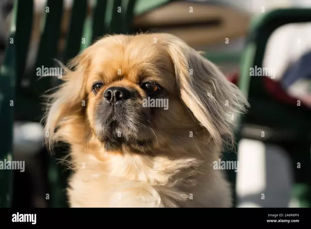 Pekingese Styles de toilettage