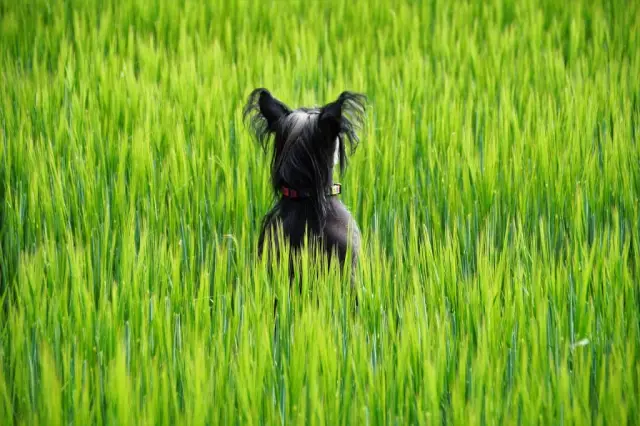 Concentré de protéines de pomme de terre dans les aliments pour animaux domestiques