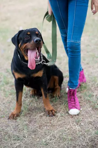 Vor- und Nachteile eines Rottweiler