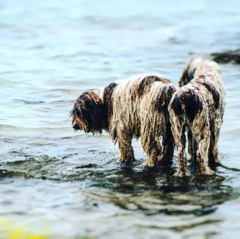 Questions à poser à un dresseur de chiens