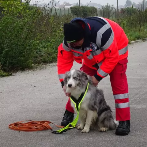 Comment recycler un chien de sauvetage