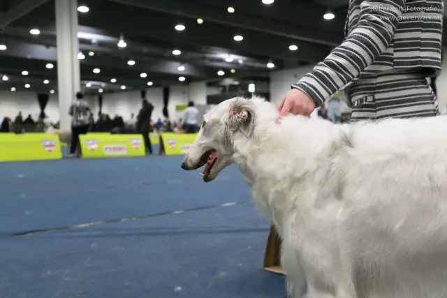 Comment être un commissaire de l'anneau lors d'une exposition canine