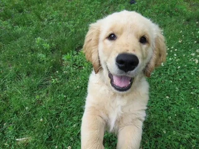 Zeigen Sie Hundevoraussetzungen für einen Golden Retriever