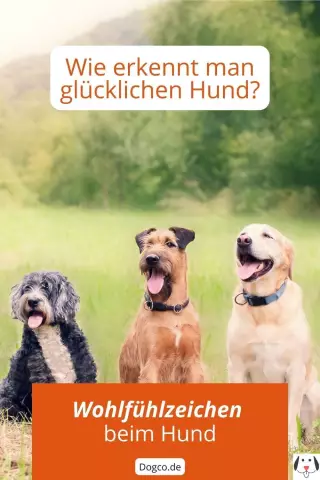 Welche Anzeichen zeigen Hunde, nachdem sie von einem Skorpion gestochen wurden?