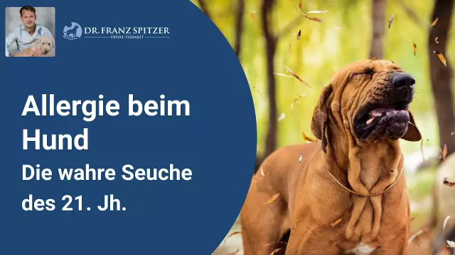 Anzeichen und Symptome von Angstattacken bei Hunden